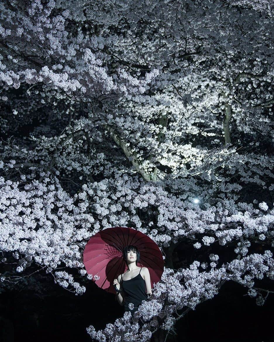 街子さんのインスタグラム写真 - (街子Instagram)「いつか撮った桜です。 #桜」3月23日 22時11分 - machiko801