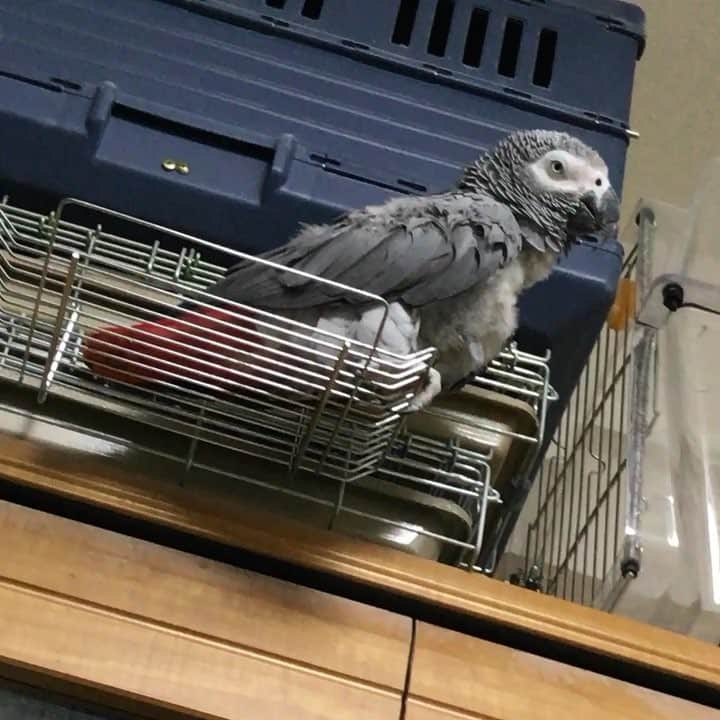 内田美奈子のインスタグラム：「あちょお━━━ #africangrayparrot #parrot #ヨウム」