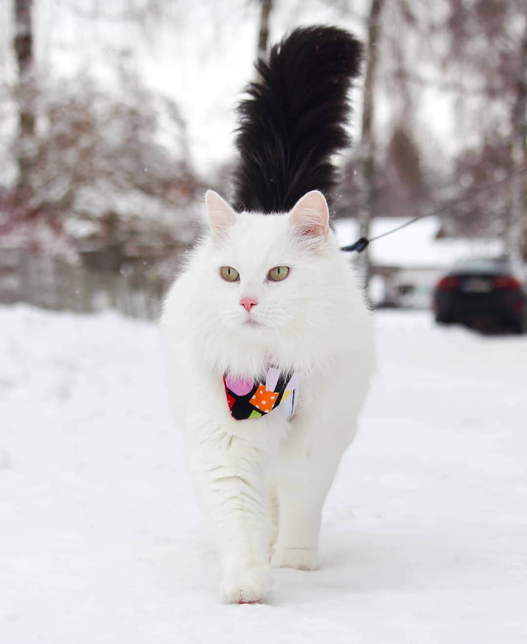 Swedish Cat Mafiaのインスタグラム：「Hello amigos!!! I'm back to life, slowly. Babysteps babysteps... These months have been a struggle but I'm getting stronger every day. Even though I havn't been on social media for 11 months I have definitely felt the love and support. Thank you for messages, cards, flowers, gifts, phone calls and even visits(!) And thank you to Eli & Kady (@cats_of_instagram) for your post. It meant the world to me and it made me one step closer to Instagram. . In the following days I will try to catch up as much as I possible can. Hugs & Kisses /Sus . #SwedishCatMafia #FnatteFakir #NolababiesBandana .」