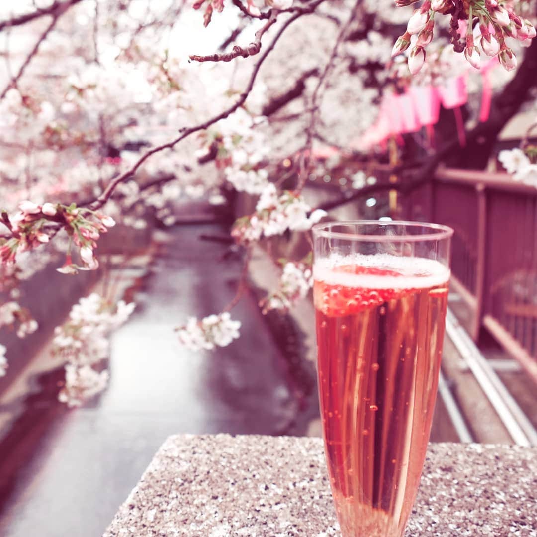 春田ななのインスタグラム：「. 今年はたくさん桜を満喫した🙌」