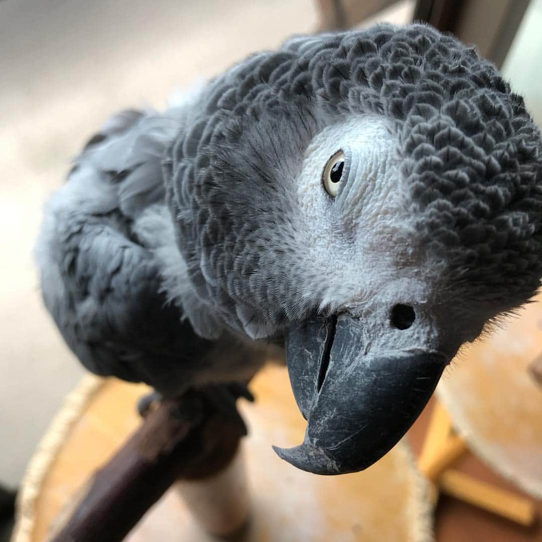 内田美奈子のインスタグラム：「2000年生まれのジャンリュックは昨日で18歳になりました。めでとう  #africangrayparrot #parrot #ヨウム」