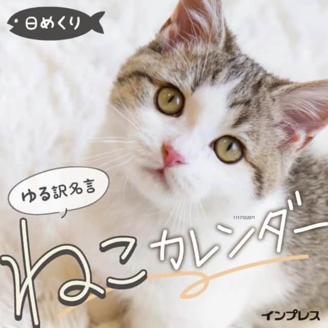 インプレスブックスのインスタグラム：「『日めくり ゆる訳名言ねこカレンダー』の写真を動画でもご紹介🐈✨ Amazon.co.jpのページでは写真をすべて掲載していますので、ぜひご覧くださいませ〜😊 . くわしくはこちら（Amazonのページが表示されます） https://goo.gl/APfGsb . #ねこ #こねこ #ゆるねこ #猫 #ネコ #名言 #言葉 #癒し #小川晃代 #湯沢祐介 #ほっこり #日めくり #万年 #偉人#cat #にゃんすたぐらむ #にゃんこ #catstagram #カレンダー #calendar  #bookstagram #新刊 #新発売 #インプレス #impress」