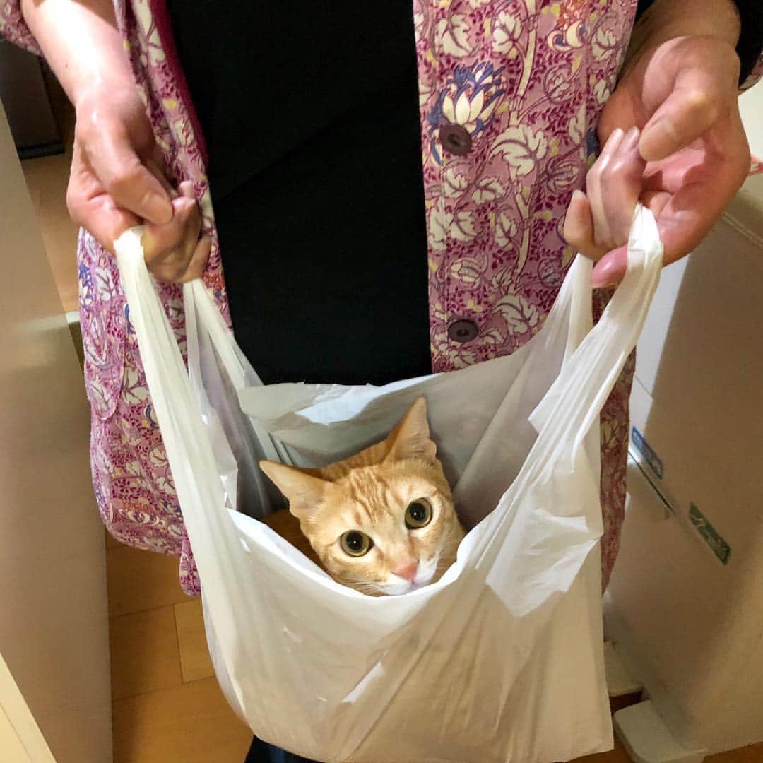 田中要次さんのインスタグラム写真 - (田中要次Instagram)「我が家の次女猫チャイはレジ袋がお好き。「お土産だよ」と義母に渡して驚かせてみた。チャイはこのままブランコみたいに揺らしても逃げません。子宮にいた頃でも思い出すんだろうか？」3月24日 13時19分 - boba_