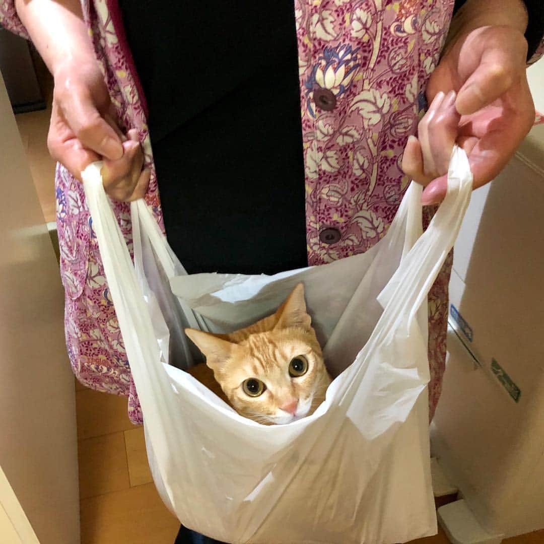 田中要次のインスタグラム：「我が家の次女猫チャイはレジ袋がお好き。「お土産だよ」と義母に渡して驚かせてみた。チャイはこのままブランコみたいに揺らしても逃げません。子宮にいた頃でも思い出すんだろうか？」