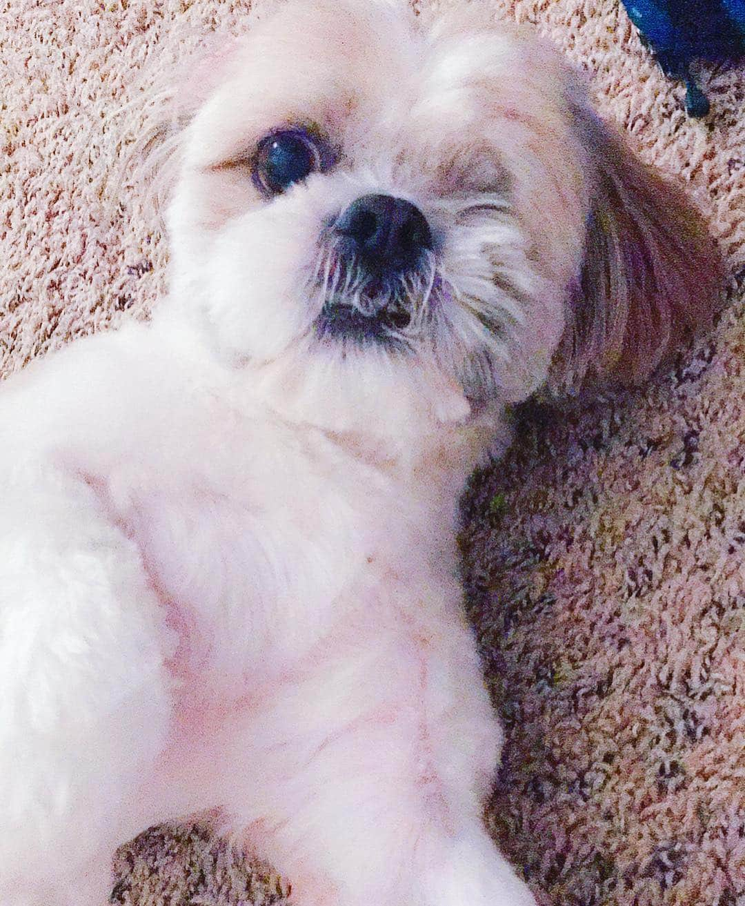 Buttersのインスタグラム：「omg! Butters finally got his haircut!! #greshamoregon #petsmart black list him claiming he is sick so no @petsmart would take him in! Those jerks! My dog is not sick! He poo poo when he is nervous!! How is he sick? Omg it’s been hell trying to clear his name! I am so frustrated and angry with them. How are they going to treat my poor one eye dog like this? I got a note from our vet and took it in to that location to prove he is not sick and the manager still refused him. I took him back to our old location where we use to live and that pet smart had no problems finishing his haircut. Uhhh I am so upset with the Gresham petsmart I don’t know what to do. Try calling corporate, but I couldn’t stop crying cuz I was so upset. I eventually just gave up. What is wrong with people these days?」