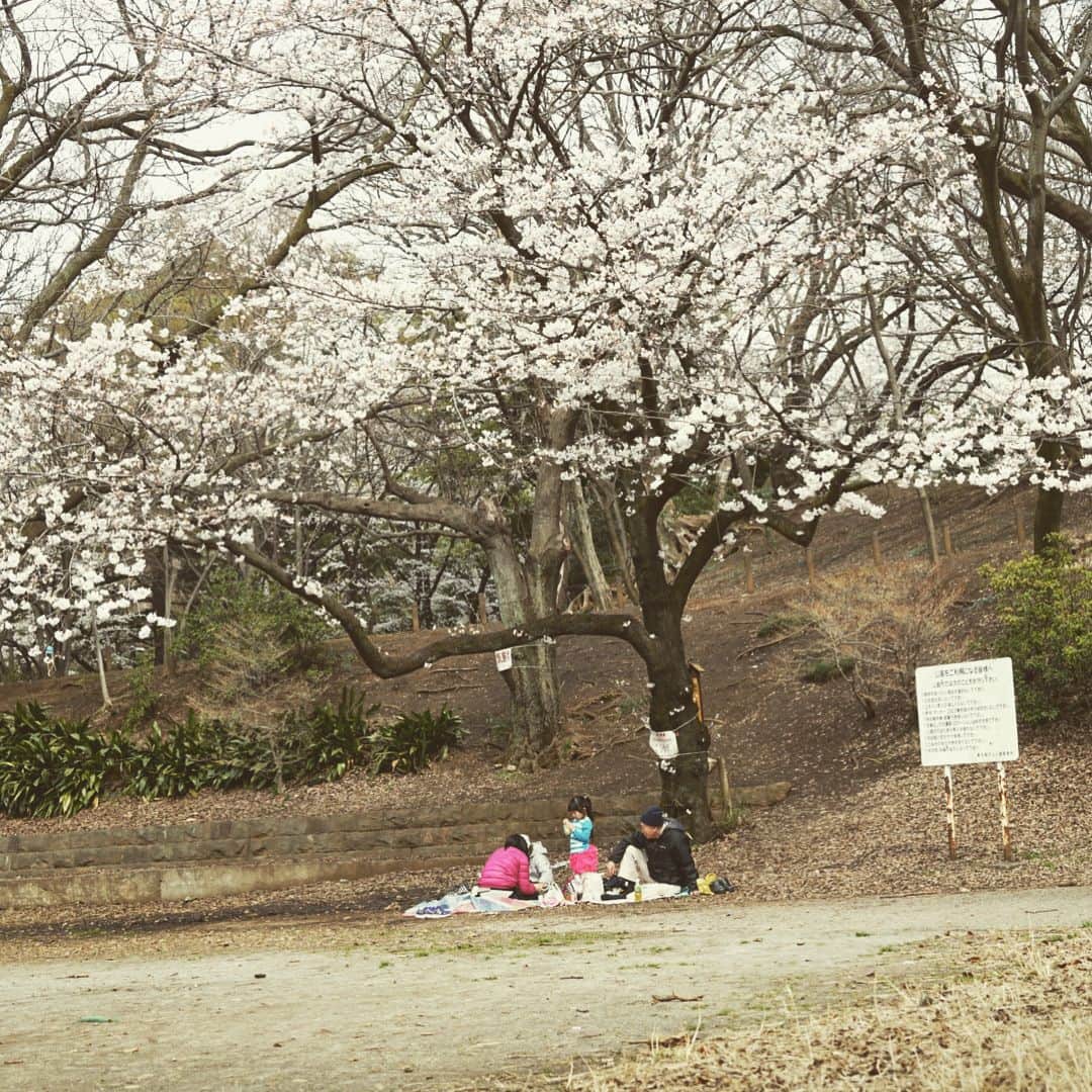 柳下毅一郎さんのインスタグラム写真 - (柳下毅一郎Instagram)「Under the cherry tree #cherryblossom #hanami🌸 #hanami #toyamapark #shinjuku #cherry」3月24日 15時01分 - garth_y