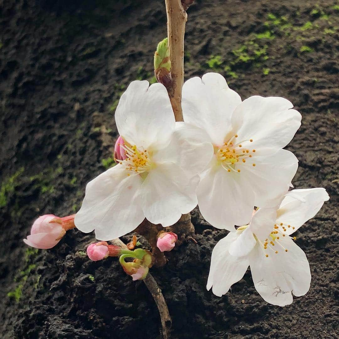 海老原優香さんのインスタグラム写真 - (海老原優香Instagram)「お花見にちらっと行ってきました🌸 ＊ 今日は講師として アナウンサーを目指す学生の皆さんと 90分間カメラテストの練習をしました😊 とっても楽しかったです✨ ありがとうございました☺︎ #桜 #お花見 #アナトレ」3月24日 16時02分 - ebioffi