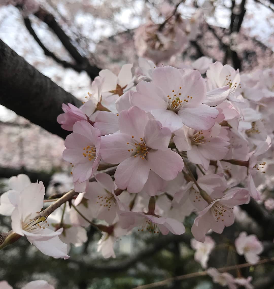 駒田奈美さんのインスタグラム写真 - (駒田奈美Instagram)「・ ・ ・ 今日はふらりと桜を見に🌸 ・ 千鳥ヶ淵に行ってみたけど5分咲きか6分咲き… ・ 国立劇場は満開の桜🌸でした(๑˃̵ᴗ˂̵) ・ やはり桜は美しいですね♡ ・ これから1週間くらいが東京は見ごろかなッ♪ ・ ・ ・ #駒田奈美 #オスカープロモーション #モデル#美魔女#桜#お花見#見ごろ#千鳥ヶ淵#国立劇場#美しい#東京」3月24日 18時05分 - nami.komada