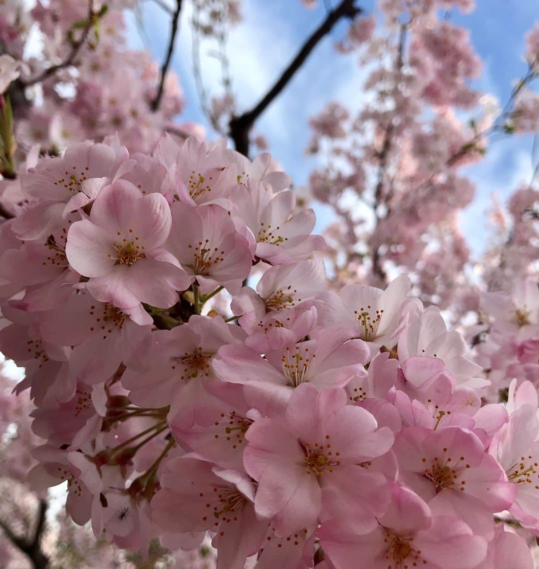 駒田奈美さんのインスタグラム写真 - (駒田奈美Instagram)「・ ・ ・ 今日はふらりと桜を見に🌸 ・ 千鳥ヶ淵に行ってみたけど5分咲きか6分咲き… ・ 国立劇場は満開の桜🌸でした(๑˃̵ᴗ˂̵) ・ やはり桜は美しいですね♡ ・ これから1週間くらいが東京は見ごろかなッ♪ ・ ・ ・ #駒田奈美 #オスカープロモーション #モデル#美魔女#桜#お花見#見ごろ#千鳥ヶ淵#国立劇場#美しい#東京」3月24日 18時05分 - nami.komada