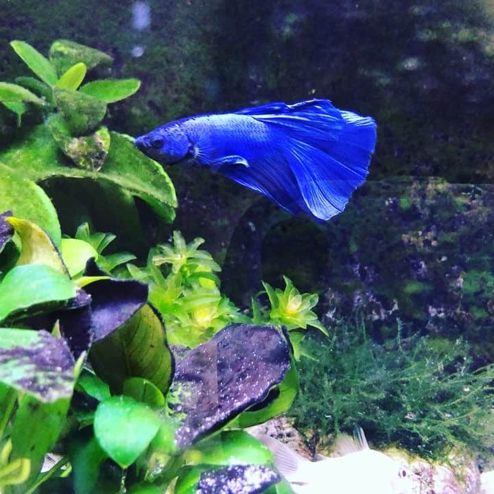 白珠イチゴのインスタグラム：「綺麗なさかなちゃん。  #ベタ #青い魚 #闘魚 #アクアリウム #アクアリウム初心者 #ネイチャーアクアリウム #コリドラス #コリドラスパンダ #コリドラスパンダゴールデン #アカヒレ #ゴールデンアカヒレ #水草水槽 #一人暮らし #ペット #綺麗」