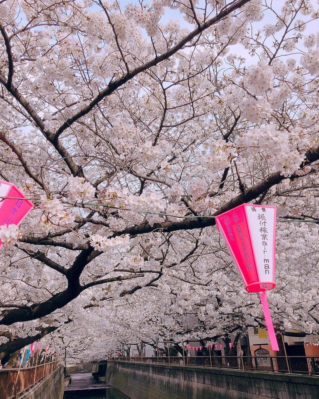 のインスタグラム：「目黒川の桜キレイでした🌸✨ . . #目黒川 #桜 #さくら #綺麗 #桜並木 #花見 #お花見 #春 #お散歩 #散歩 #spring #cherryblossom」