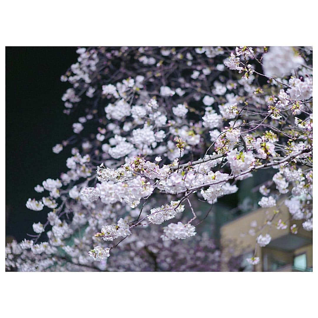 石井美保さんのインスタグラム写真 - (石井美保Instagram)「夜散歩#夜桜#夜のウォーキング#1日1万歩」3月25日 0時33分 - miho_ishii