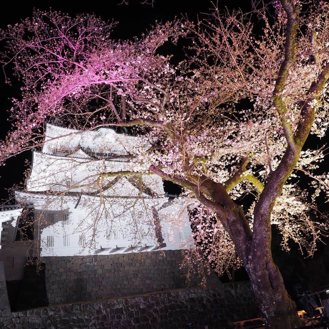 新井恵理那のNキャスさんのインスタグラム写真 - (新井恵理那のNキャスInstagram)「今週は神奈川県・小田原市の小田原城から中継しました☆ 満開を期待して行ったものの、まだ三分咲き…見頃はこれからのようでした☆小田原城址公園には300本もソメイヨシノがあるとのことで、満開になったらそれはそれは美しいでしょうね(o^^o)今後の開花情報に注目してみてくださ〜い♪ #新井恵理那  #新情報7daysニュースキャスター  #小田原城  #小田原城址公園  #ソメイヨシノ」3月25日 7時42分 - tbs_7nc