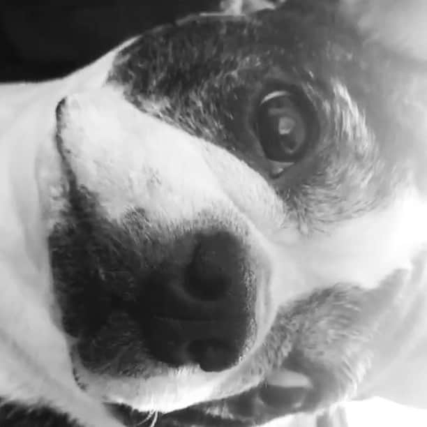 dorlisのインスタグラム：「あ、バレた #dorlis #singersongwriter #bostonterrier #ボストンテリア #いびき #盗み撮り #バレた #おっさん犬 #おデブちゃん #日曜日 #sunday」