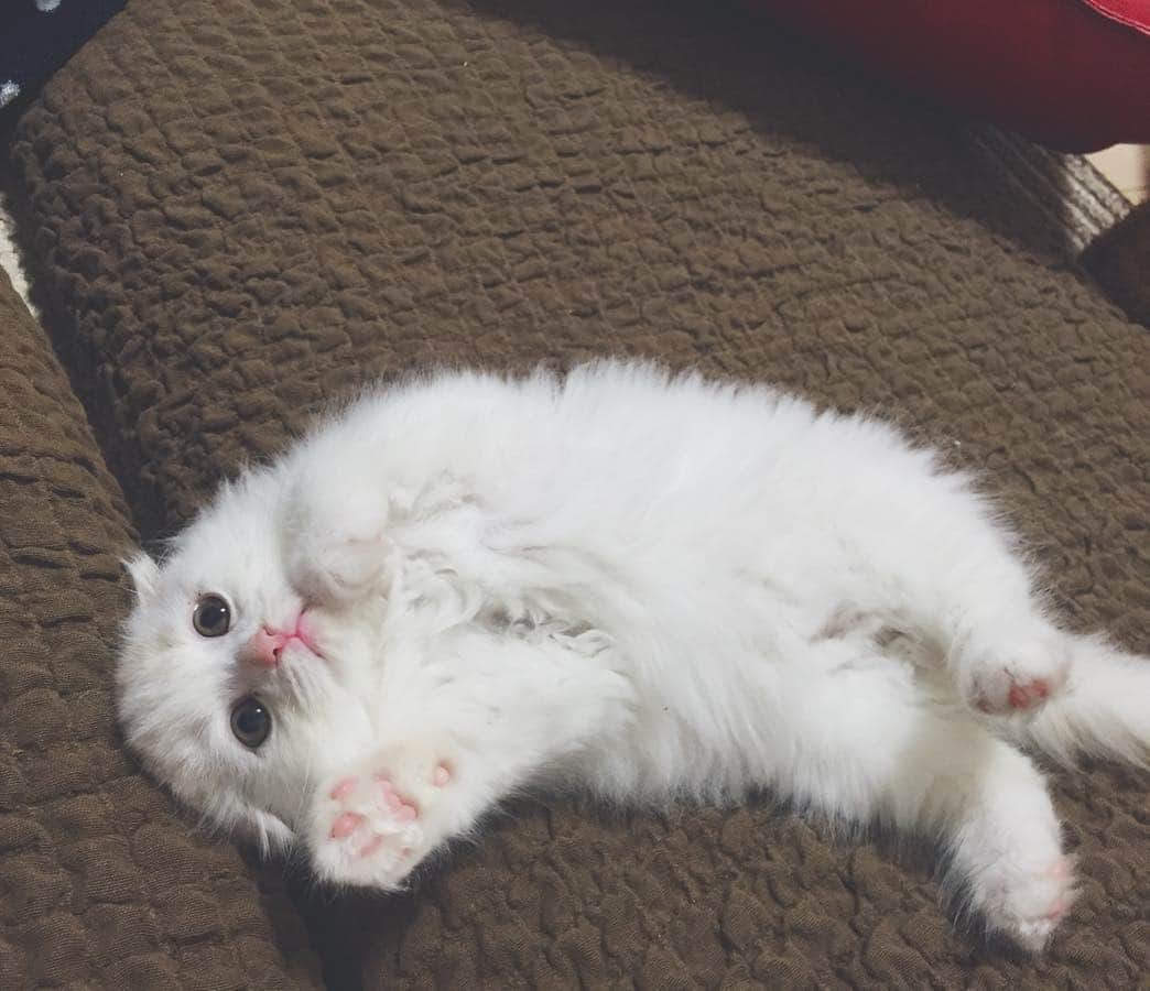 のインスタグラム：「赤ちゃんの時のとうふ🐈 可愛いすぎてよだれでる🤤 でっかくなった今ももちろん可愛い💓(親バカ)  #とうふ #息子 #家族 #スコテッシュフォールド  #ScottishFold #猫 #cat #溺愛 #baby  #肉球 #ふわふわ」