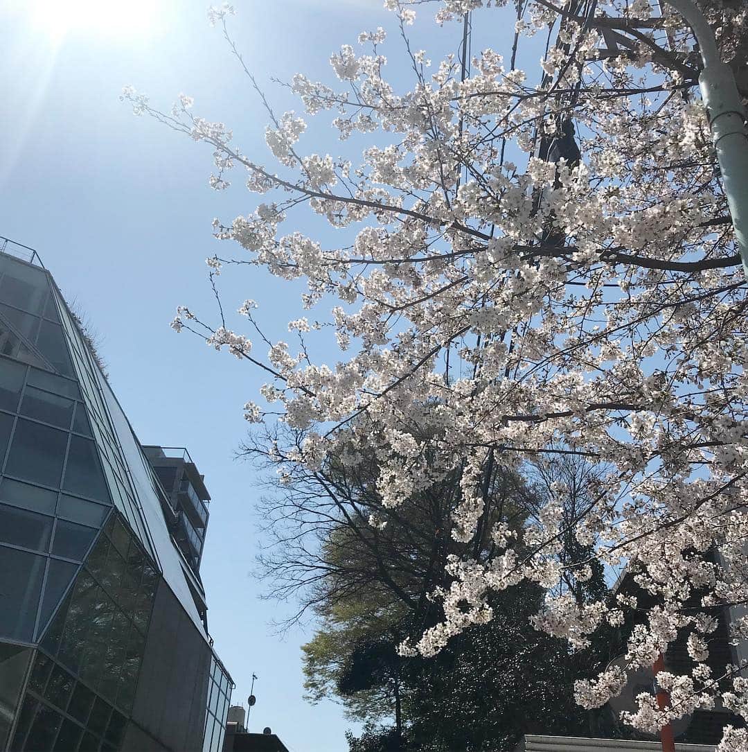 のインスタグラム：「いつもは通らない道だけど、 桜が立つ通りまで大回りして歩いてみた。 日本の春の美しいこと！！優しい気持ちで満たされるね♡」
