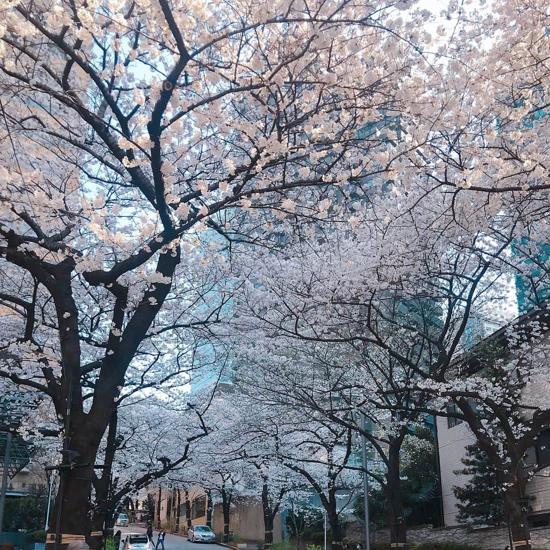 山岡実乃里さんのインスタグラム写真 - (山岡実乃里Instagram)「今日はアークヒルズまでお散歩🚶‍♀️ 桜祭りは次の週なのに、もうほぼ満開だぁ🌸✨✨ また夜桜見に行こう🌃🌸 #アークヒルズ #arkhills #赤坂 #六本木 #桜坂 #さんぽ #桜 #cherryblossom #instahappy #instalife #followme」3月25日 19時32分 - minorin1016