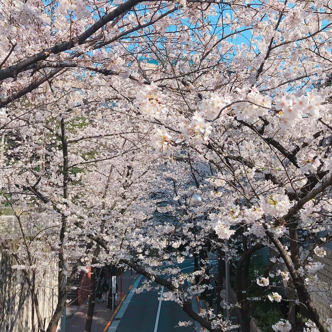 山岡実乃里さんのインスタグラム写真 - (山岡実乃里Instagram)「今日はアークヒルズまでお散歩🚶‍♀️ 桜祭りは次の週なのに、もうほぼ満開だぁ🌸✨✨ また夜桜見に行こう🌃🌸 #アークヒルズ #arkhills #赤坂 #六本木 #桜坂 #さんぽ #桜 #cherryblossom #instahappy #instalife #followme」3月25日 19時32分 - minorin1016