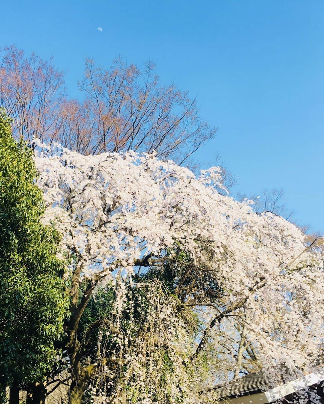 瀬戸大也さんのインスタグラム写真 - (瀬戸大也Instagram)「花見をしてきました🌸来年の花見の時は家族が1人増えてると思うと不思議な感じがします…優佳のお腹も大きくなって来ました！騎士くん誘ってくれてありがとう😊  #花見 #さくら #桜 #cherryblossom」3月25日 19時39分 - daiya_seto