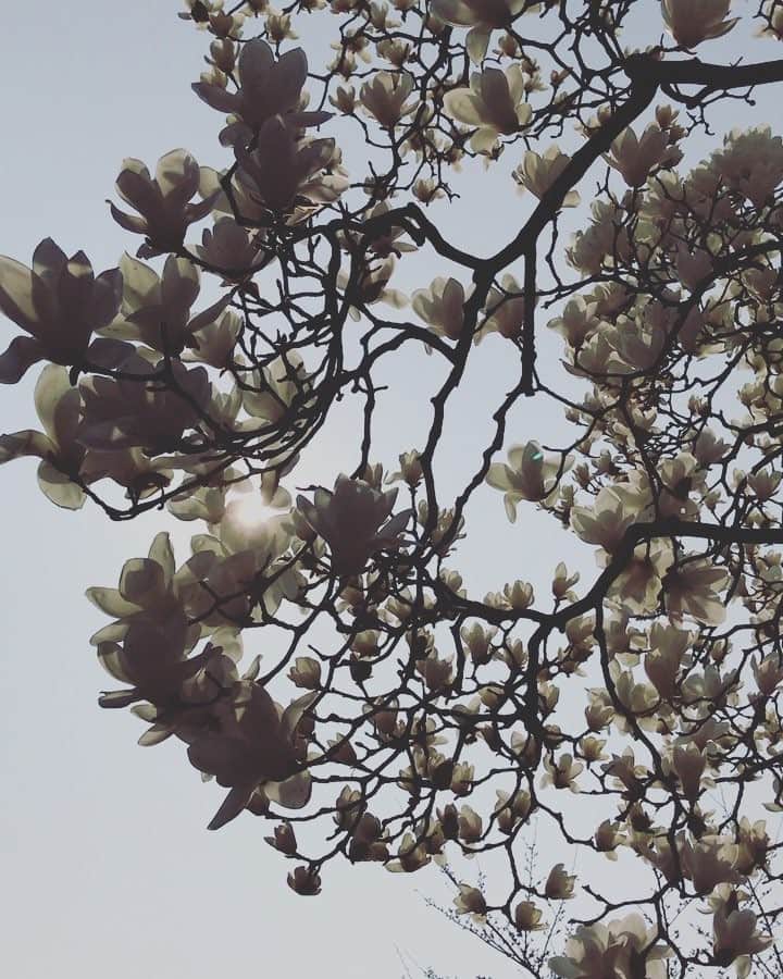 のインスタグラム：「. this feelings are in full bloom like a magnolia」