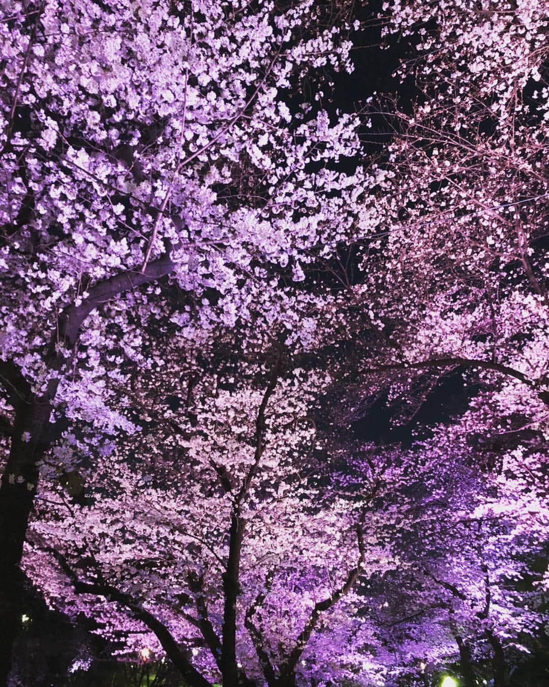 福田ゆみさんのインスタグラム写真 - (福田ゆみInstagram)「まるで桜の絨毯。夜桜も綺麗だったな。神秘的。  #桜」3月26日 7時49分 - yumifukuda0511
