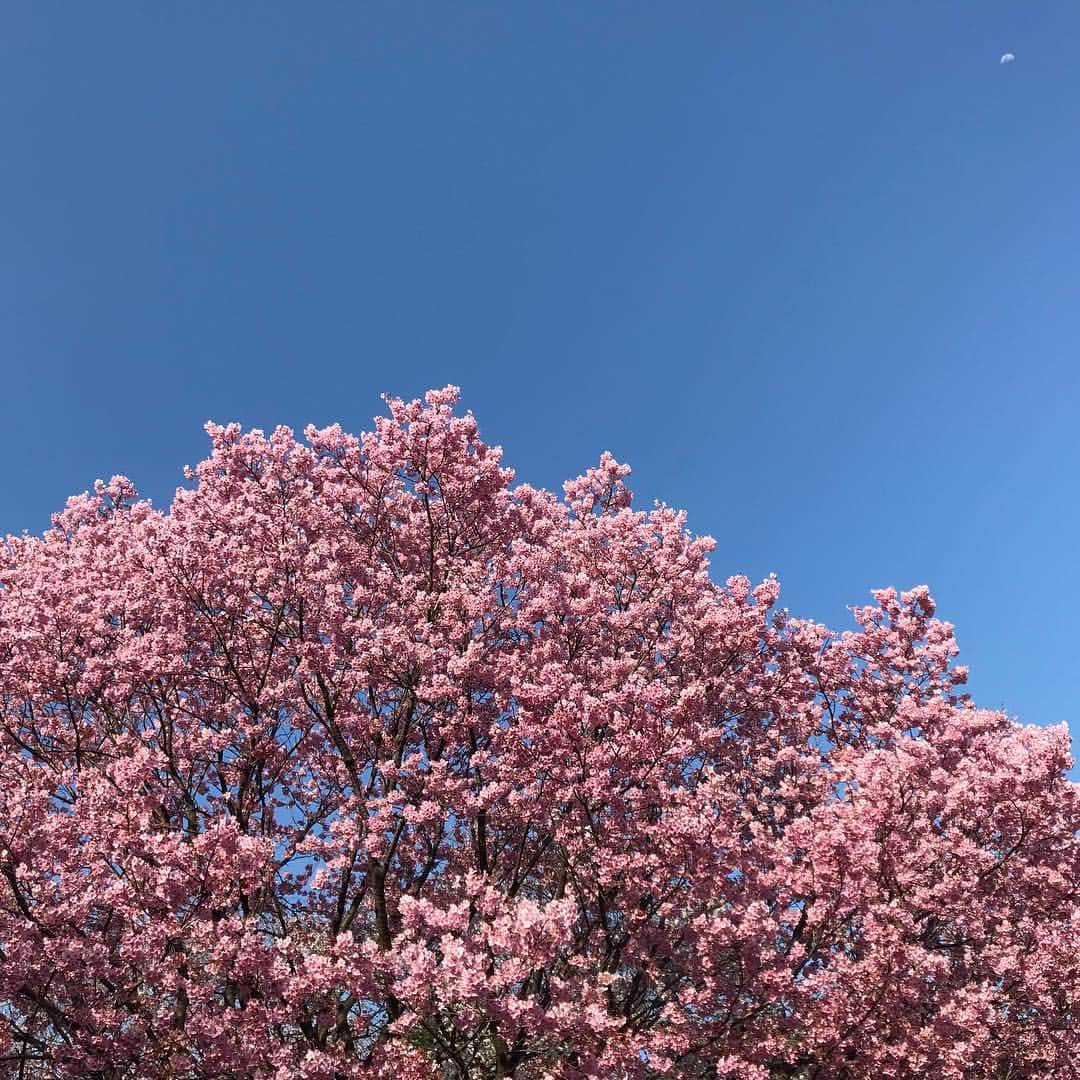 のインスタグラム：「Full bloom🌸🌸🌸❣️#cherryblossom #桜満開#tokyo#akurarobe」