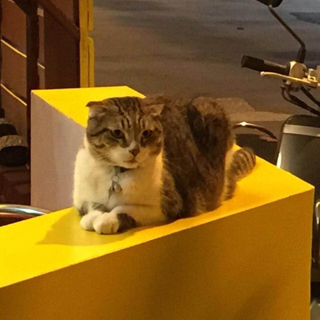 桂のインスタグラム：「Cat #cat #scooter #nightscape #nightview #cityscape #landscape #猫 #ねこ #ネコ #スクーター #夜景 #街角 #景」