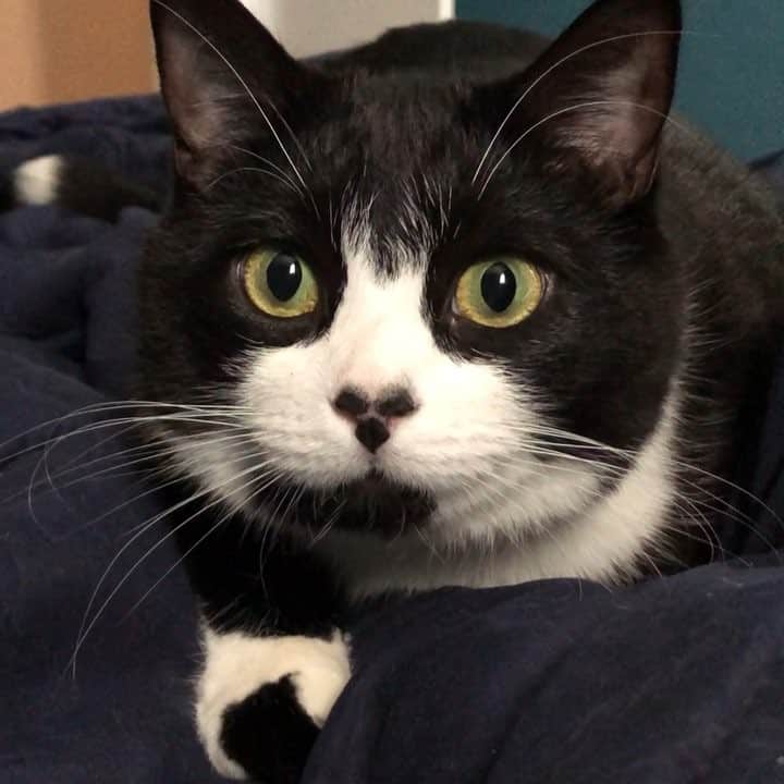 Tuxedo Cat Brosのインスタグラム：「When the eyes get big, you know you’re in trouble.... 👀 #soon #watchyourfingers #sharpestclawsintheeast #tuxedocat #tuxedocatsofinstagram #catsofinstagram #tuxedotrio」