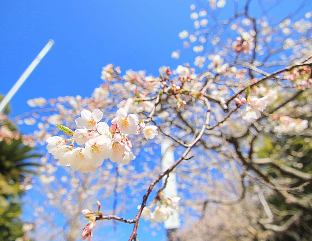 葉山町のインスタグラム