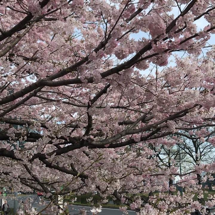 宮瀬茉祐子のインスタグラム：「朝のお花見散歩🌸 見事な花付き、満開に心踊る。  おじさんがこの桜が都内で1番と桜マニアの中で噂になっていると教えてくれた 笑  #国立劇場 前の桜です！  #桜 #満開 #cherryblossom #pink #spring」