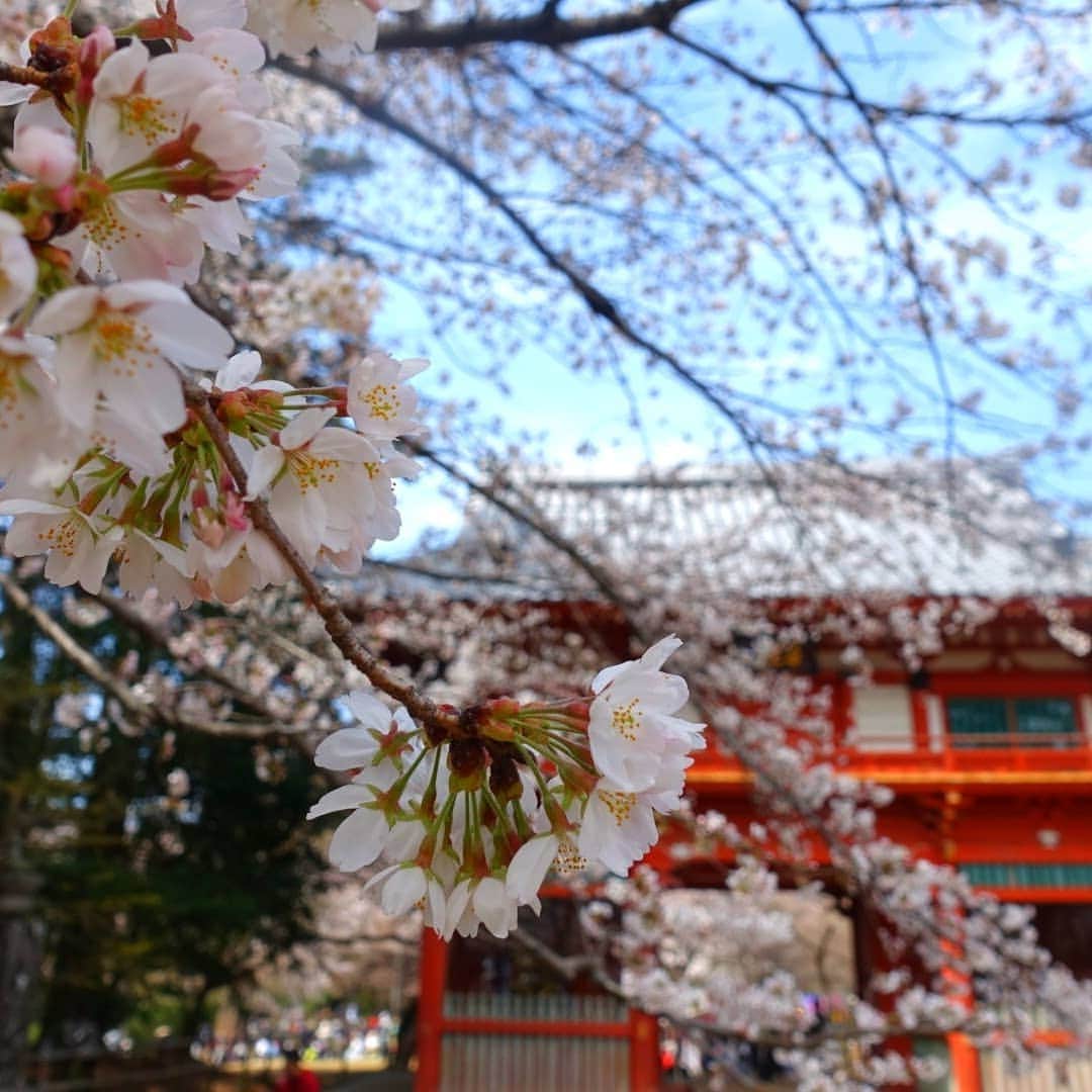戸邉直人のインスタグラム：「Spring has come🌸」
