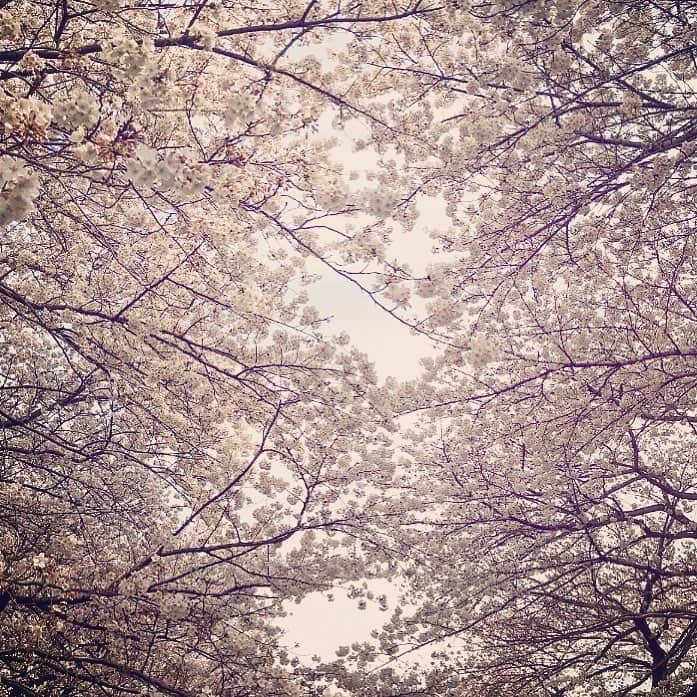 井俣太良のインスタグラム：「散ってしまうと 知ってるからこそ眩しい🌸 #桜」