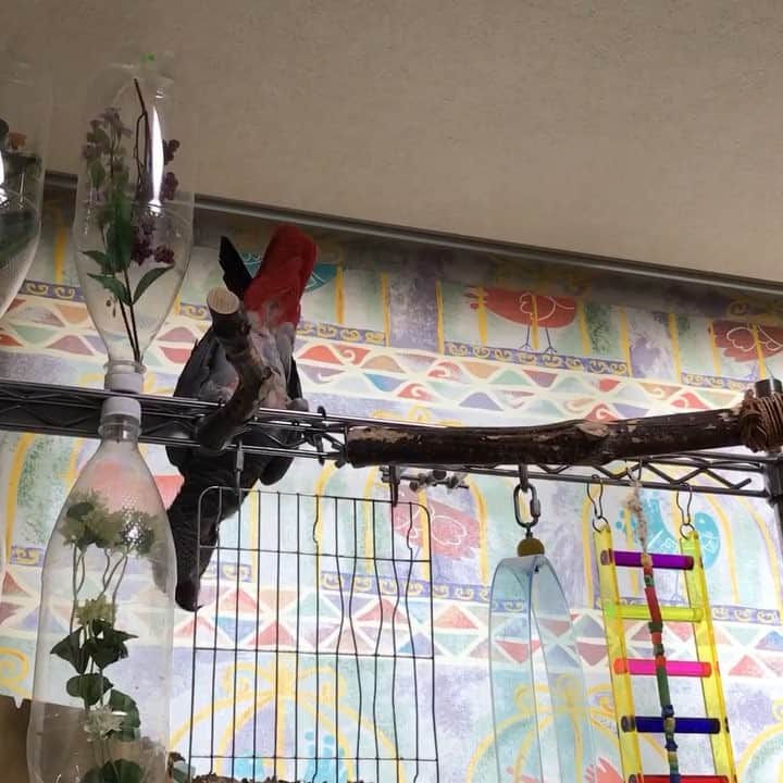 内田美奈子のインスタグラム：「すれ違い技  #africangrayparrot #parrot #ヨウム」