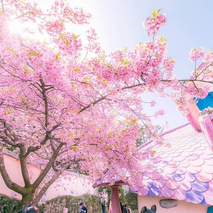 東京ディズニーリゾートさんのインスタグラム写真 - (東京ディズニーリゾートInstagram)「Pink! Pink! Pink💕 サクラサク🌸🌸 （photo:@hksc08） #minnieshouse #toontown #tokyodisneyland #tokyodisneyresort #cherryblossom #pink #ミニーの家 #トゥーンタウン #東京ディズニーランド #東京ディズニーリゾート #桜 #河津桜 #ピンク  これからもゲストのみなさんの写真をご紹介します。 #tokyodisneyresort などをつけて投稿してくださいね。詳しくは公式ブログでご案内しています。 http://www.tokyodisneyresort.jp/blog/151005/」3月26日 16時00分 - tokyodisneyresort_official