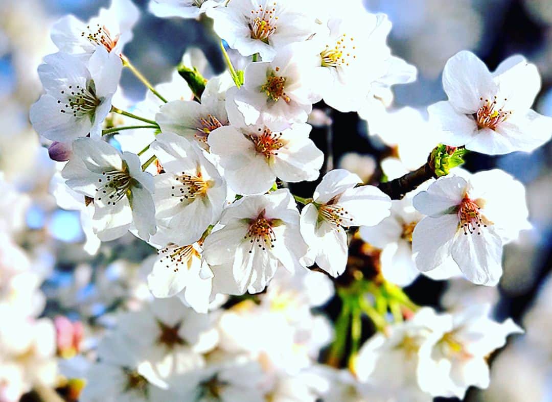 香里奈さんのインスタグラム写真 - (香里奈Instagram)「The cherry blossoms are in full bloom !! 🌸 It's beautiful ✨  東京では桜がほぼ満開になったようだ！ 日本の四季はそれぞれ違う美しさがあって、どれもとても魅力的だ！  Welcome spring !! ✌️✨ #iamkarina  #itisnotfake #forreal #cherryblossom #spring #japanesesakura  #cherrypink  #pretty  #もう雪降らない？ #冬のコートいらない？ #何着ていいか迷わない？ #あったかくなるんだよね？ #本当に？ #とりあえず花粉をなんとかしてください  #香里奈 #karina #G香里奈 #gkarina #japanesemodel #富取正明 #masaakitomitori #PARCO #shibuya #渋谷 #nagoya #名古屋 #tgc #gambit #gifmagazine #gladd」3月27日 2時42分 - karina_official_221