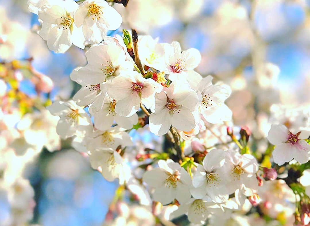 香里奈さんのインスタグラム写真 - (香里奈Instagram)「The cherry blossoms are in full bloom !! 🌸 It's beautiful ✨  東京では桜がほぼ満開になったようだ！ 日本の四季はそれぞれ違う美しさがあって、どれもとても魅力的だ！  Welcome spring !! ✌️✨ #iamkarina  #itisnotfake #forreal #cherryblossom #spring #japanesesakura  #cherrypink  #pretty  #もう雪降らない？ #冬のコートいらない？ #何着ていいか迷わない？ #あったかくなるんだよね？ #本当に？ #とりあえず花粉をなんとかしてください  #香里奈 #karina #G香里奈 #gkarina #japanesemodel #富取正明 #masaakitomitori #PARCO #shibuya #渋谷 #nagoya #名古屋 #tgc #gambit #gifmagazine #gladd」3月27日 2時42分 - karina_official_221