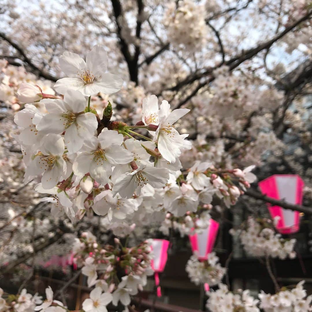 anagrams_partyさんのインスタグラム写真 - (anagrams_partyInstagram)「毎年恒例！中目黒桜🌸満開🌸です^ ^ #中目黒 #桜 #目黒川 #アナグラム #anagrams #毎日がお花見」3月26日 18時46分 - anagrams_party