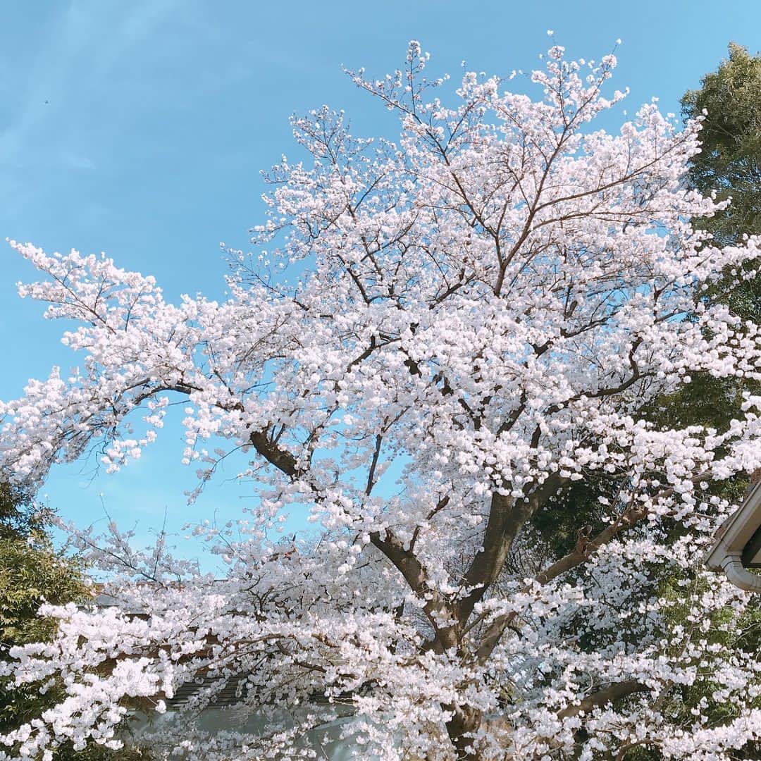 松原凜子さんのインスタグラム写真 - (松原凜子Instagram)「#なんでこんなに好きなんだろ  #桜  #将来は #庭付きの家 #桜を植えたい#夢を語るのは自由 #かなしい現実」3月26日 22時35分 - rinko_matsubara