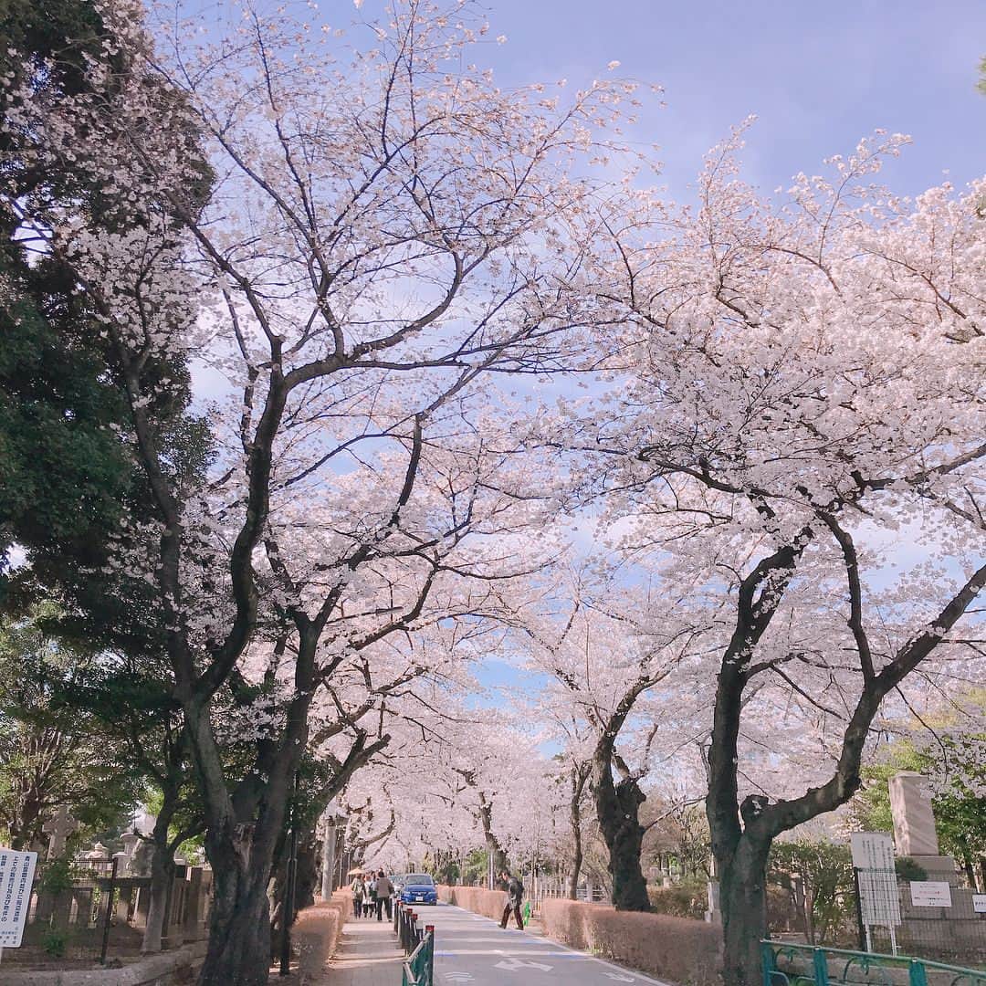 松原凜子さんのインスタグラム写真 - (松原凜子Instagram)「#なんでこんなに好きなんだろ  #桜  #将来は #庭付きの家 #桜を植えたい#夢を語るのは自由 #かなしい現実」3月26日 22時35分 - rinko_matsubara