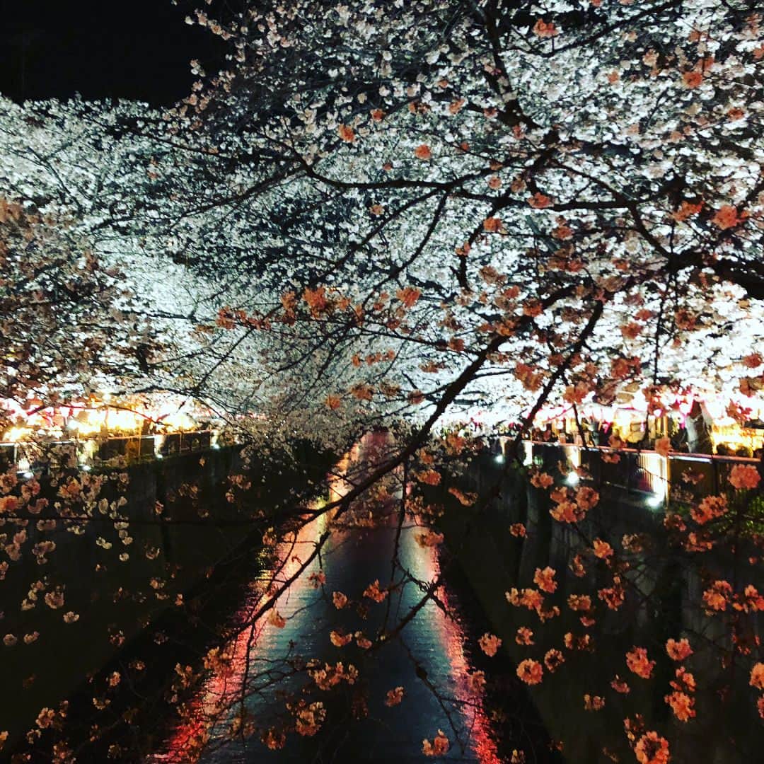 笛木優子のインスタグラム：「🌸」