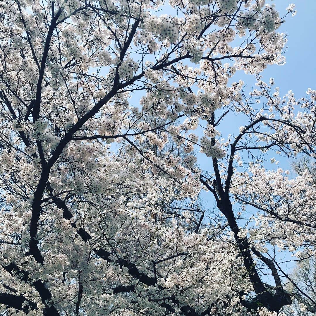 原田佳奈さんのインスタグラム写真 - (原田佳奈Instagram)「Spring has come! 朝ランが超気持ちいい季節！ #朝ラン続いてます #春爛漫 #見どころ満載 #日本って美しい」3月27日 12時46分 - kanaharada1211