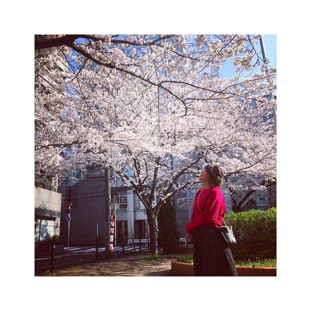 RENA（久保田玲奈）さんのインスタグラム写真 - (RENA（久保田玲奈）Instagram)「今日もいいお天気🌸」3月27日 11時40分 - sb_rena