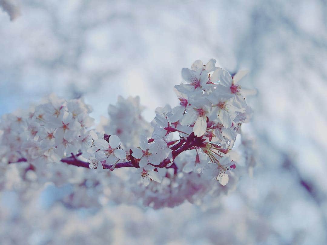 宮澤エマさんのインスタグラム写真 - (宮澤エマInstagram)「“Don't you know what that is? It's spring fever...” Spring feverは日本語で 春のゆううつ病 って訳すのね。  #春のゆううつ病 #春愁 #marktwain #tomsawyerdetective  #トムソーヤの探偵 #tokyo #sakura」3月27日 11時44分 - emmamiyazawa