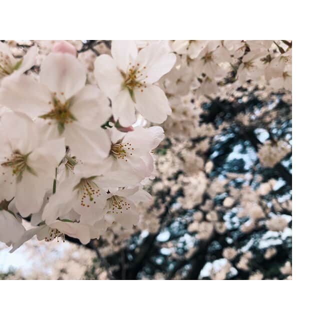 玉城ティナさんのインスタグラム写真 - (玉城ティナInstagram)「🌸チラリ」3月27日 12時32分 - tinapouty