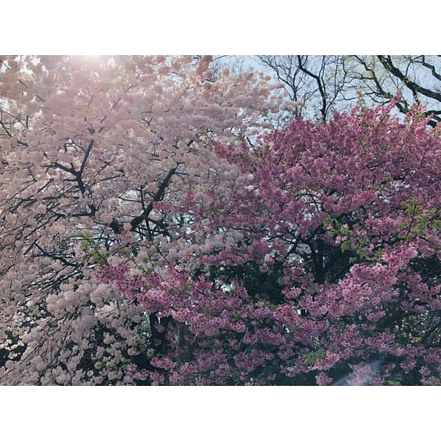 玉城ティナさんのインスタグラム写真 - (玉城ティナInstagram)「🌸チラリ」3月27日 12時32分 - tinapouty