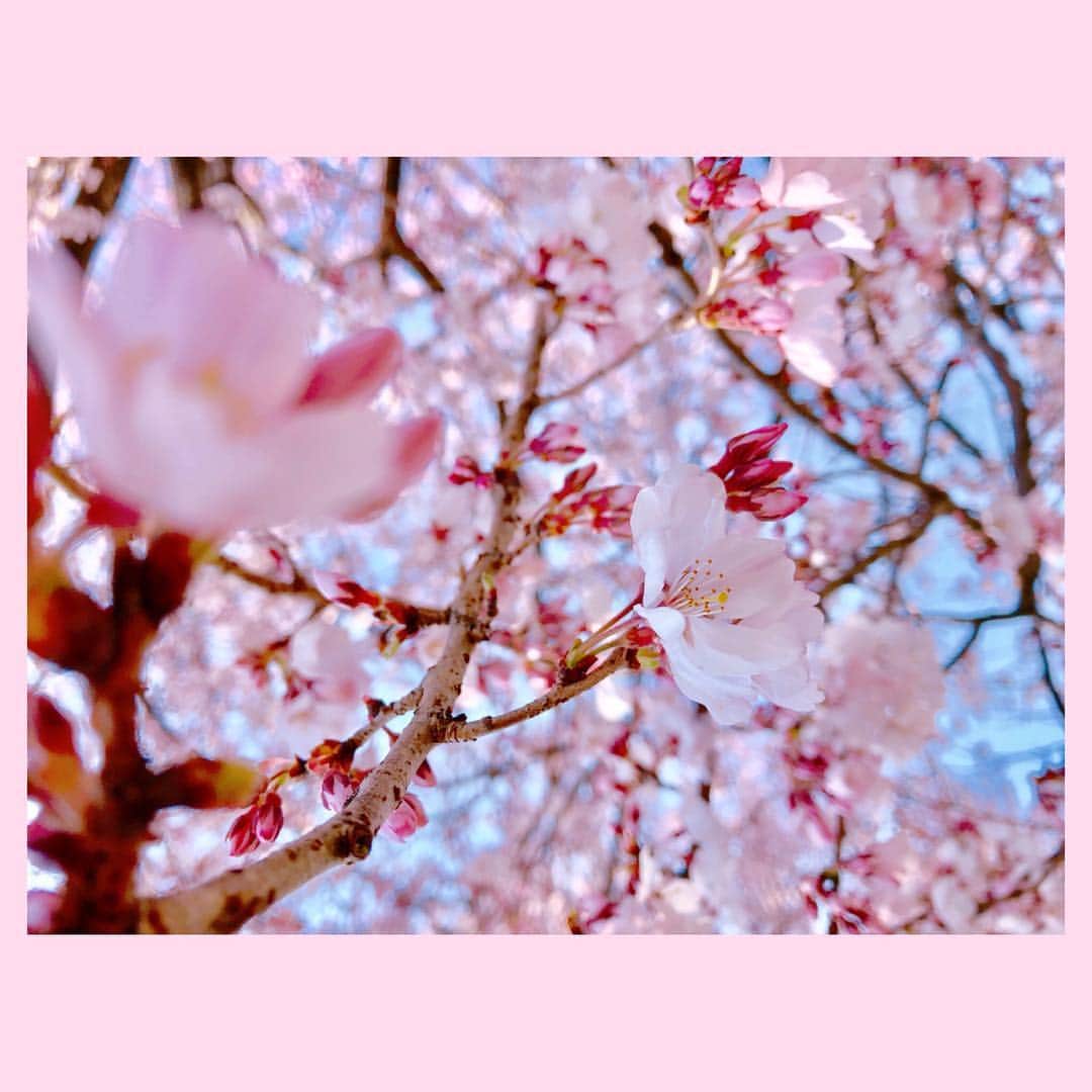 江尻侑華のインスタグラム：「¨̮ ⑅ 今日は #さくらの日 なんだって🌸 ⑅ #🌸 #さくら #桜 #cherryblossom #cherryblossoms #pink #さくら公園」