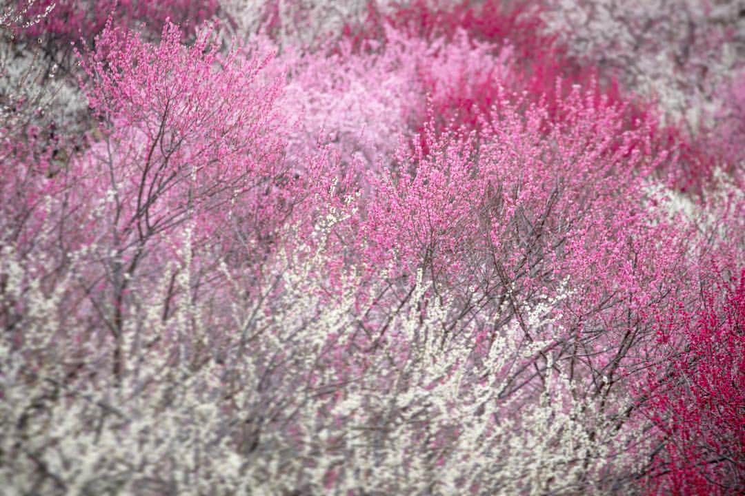 kyoko_zzzのインスタグラム：「Spring Abstract 🎨 . #いなべ農林公園 #いなべ梅林公園」