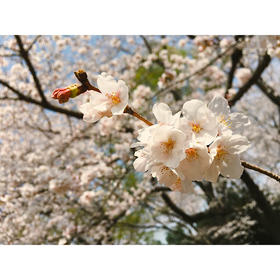 渡辺知夏子さんのインスタグラム写真 - (渡辺知夏子Instagram)「#mozuku meets sakura🌸❤︎ 🐩今日は さくらの日 らしいよ！！ #sakura #sakurasnap2018 #さくら🌸 #桜  #🌸 #お花見 #満開 #公園 #春だね #dogstagram #お散歩 #doglife #dogstagram」3月27日 12時53分 - chikako_724