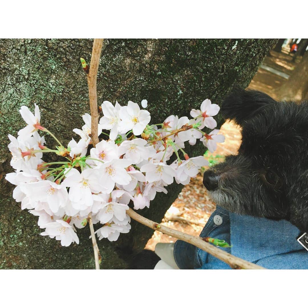 のインスタグラム：「#mozuku meets sakura🌸❤︎ 🐩今日は さくらの日 らしいよ！！ #sakura #sakurasnap2018 #さくら🌸 #桜  #🌸 #お花見 #満開 #公園 #春だね #dogstagram #お散歩 #doglife #dogstagram」