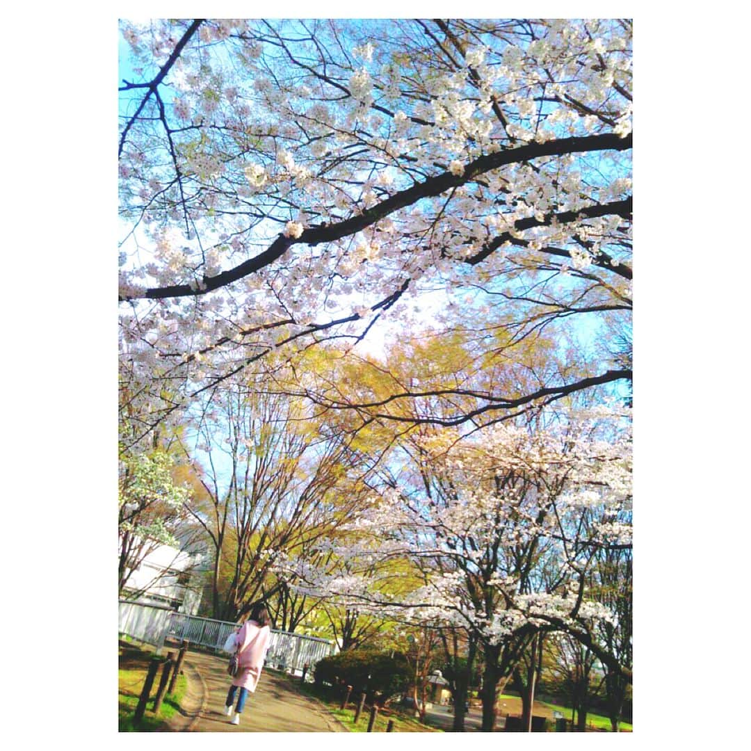 のインスタグラム：「なつこさん&みはるさんとお花見🌸 .  #sakura #桜 #fiore #flower #flowers #花 #꽃 #벚꽃 #お花見 #花見 #tokyo #japan #宝塚og #元宝塚」